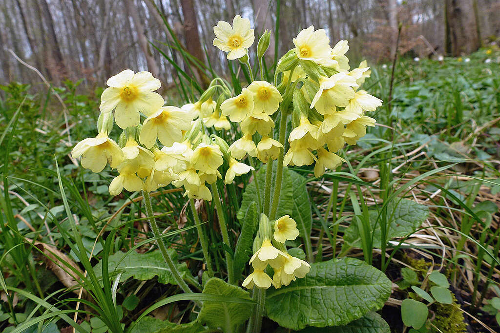 A primulák mintha azt üzennék: „Tarts ki, hamarosan itt a tavasz!”
