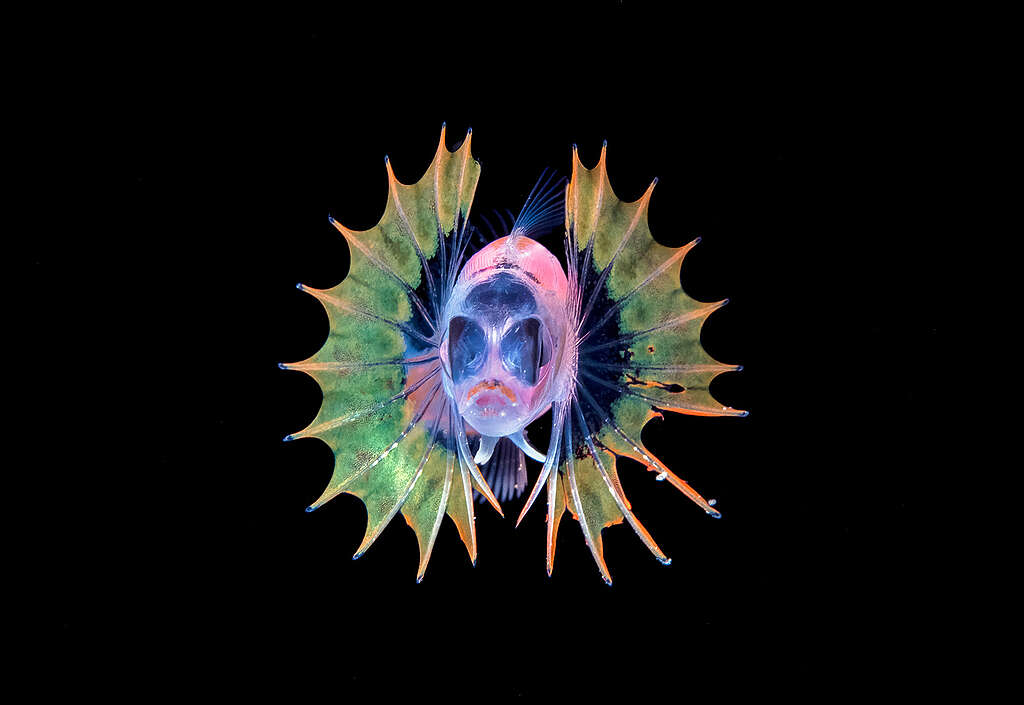 Blenny, azonosítatlan faj, lárva, színes hátúszóit villogtatva, a Kona-parti feketevíz-merülés során fényképezve, Hawaii-sziget, USA, Csendes-óceán.