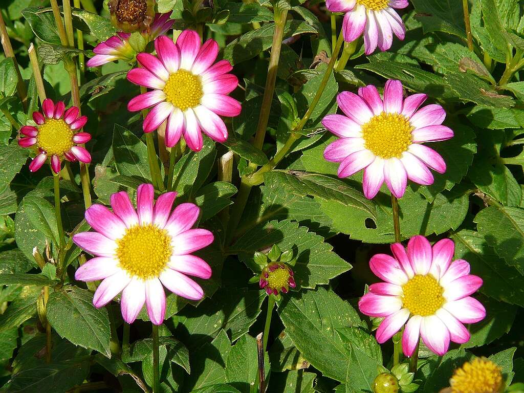 A dáliák nemcsak rendkívül dekoratívak, hanem tápláló eleséget is kínálnak a beporzóknak.