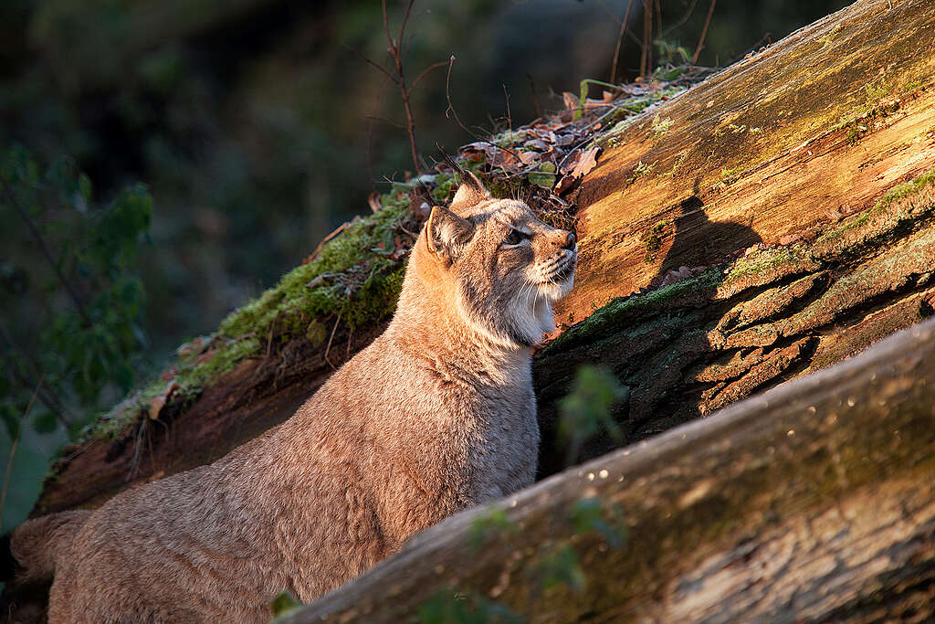 Lynx egy vadrezervátumban Springe-ben
