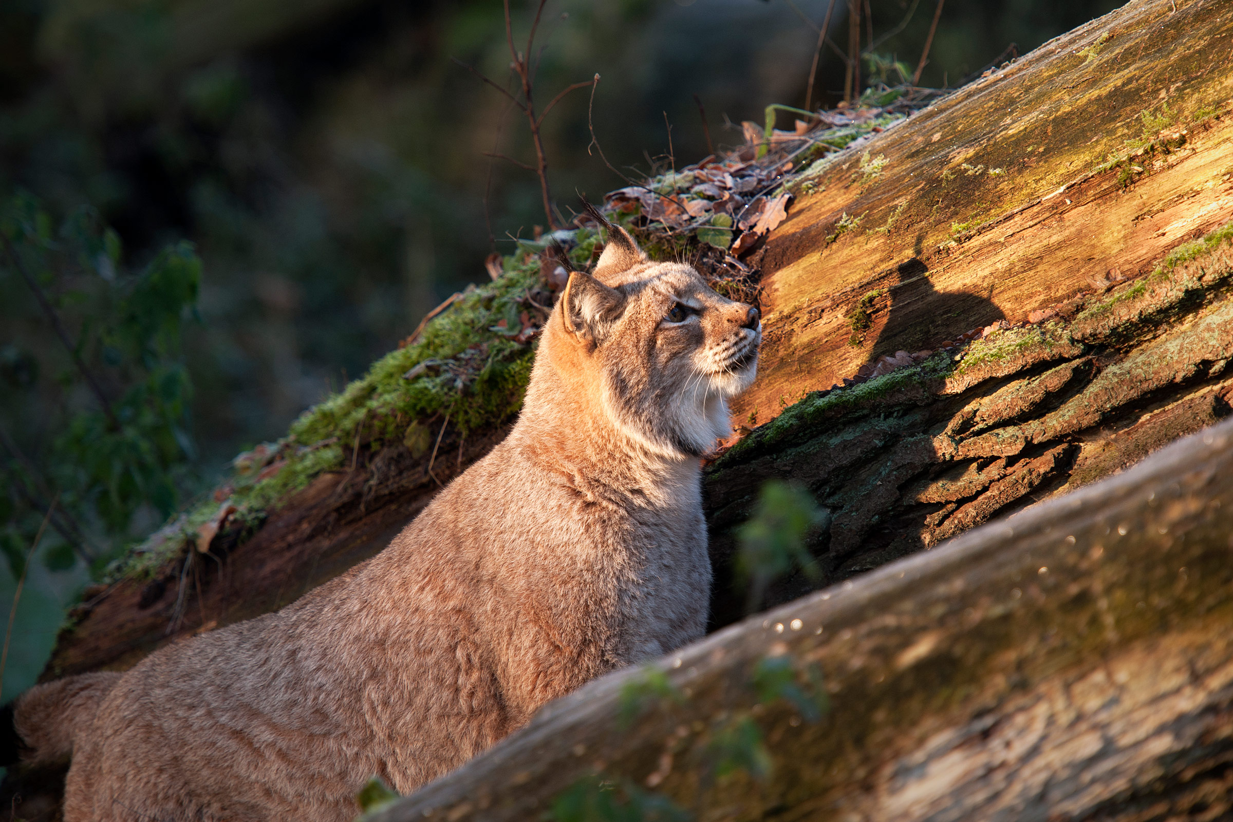 Lynx egy vadrezerv&aacute;tumban Springe-ben