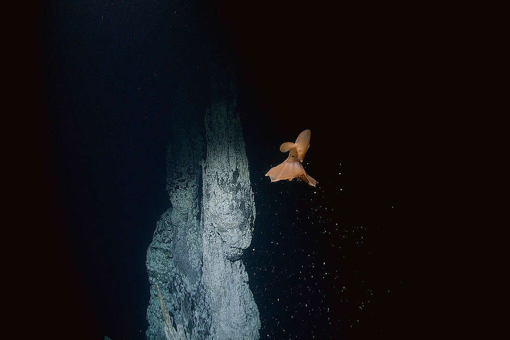 Dumbo-polip (Grimpoteuthis), a norvég-tengeri Loki’s Castle hidrotermális kürtőmező víz alatti képződményei előtt. Állókép egy ROV (távirányítású víz alatti jármű) merülés során készült videóból, a Deep Arctic expedíció részeként. Dumbo-polip (Grimpoteuthis), a norvég-tengeri Loki’s Castle hidrotermális kürtőmező víz alatti képződményei előtt. Állókép egy ROV (távirányítású víz alatti jármű) merülés során készült videóból, a Deep Arctic expedíció részeként.