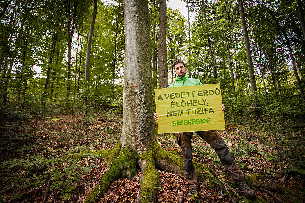 Greenpeace - erdő kampány Greenpeace - erdő kampány