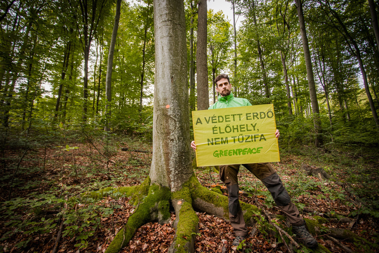 Greenpeace - erdő kampány