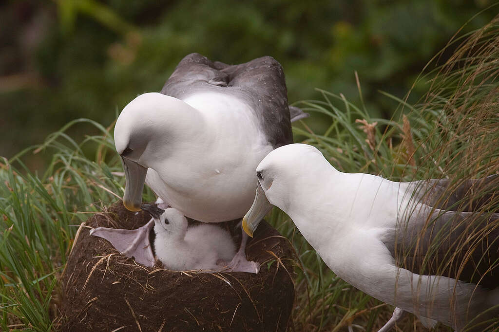 Albatroszpár Albatroszpár fiókával a szaporodó kolóniában a szubantarktikus Auckland-szigeten.