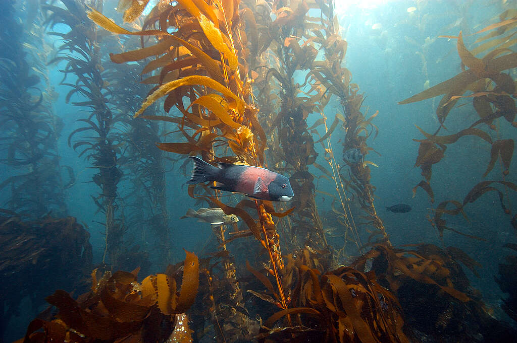 Buja tengeri moszaterdő A buja tengeri moszaterdők nagy biodiverzitást biztosítanak a Channel Islands Nemzeti Tengeri Rezervátumban és a Channel Islands Nemzeti Parkban.
