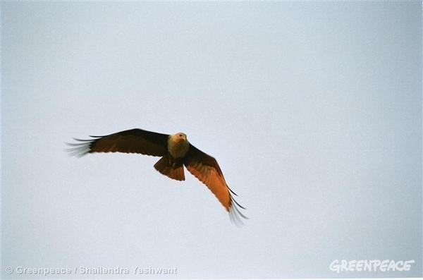 bird