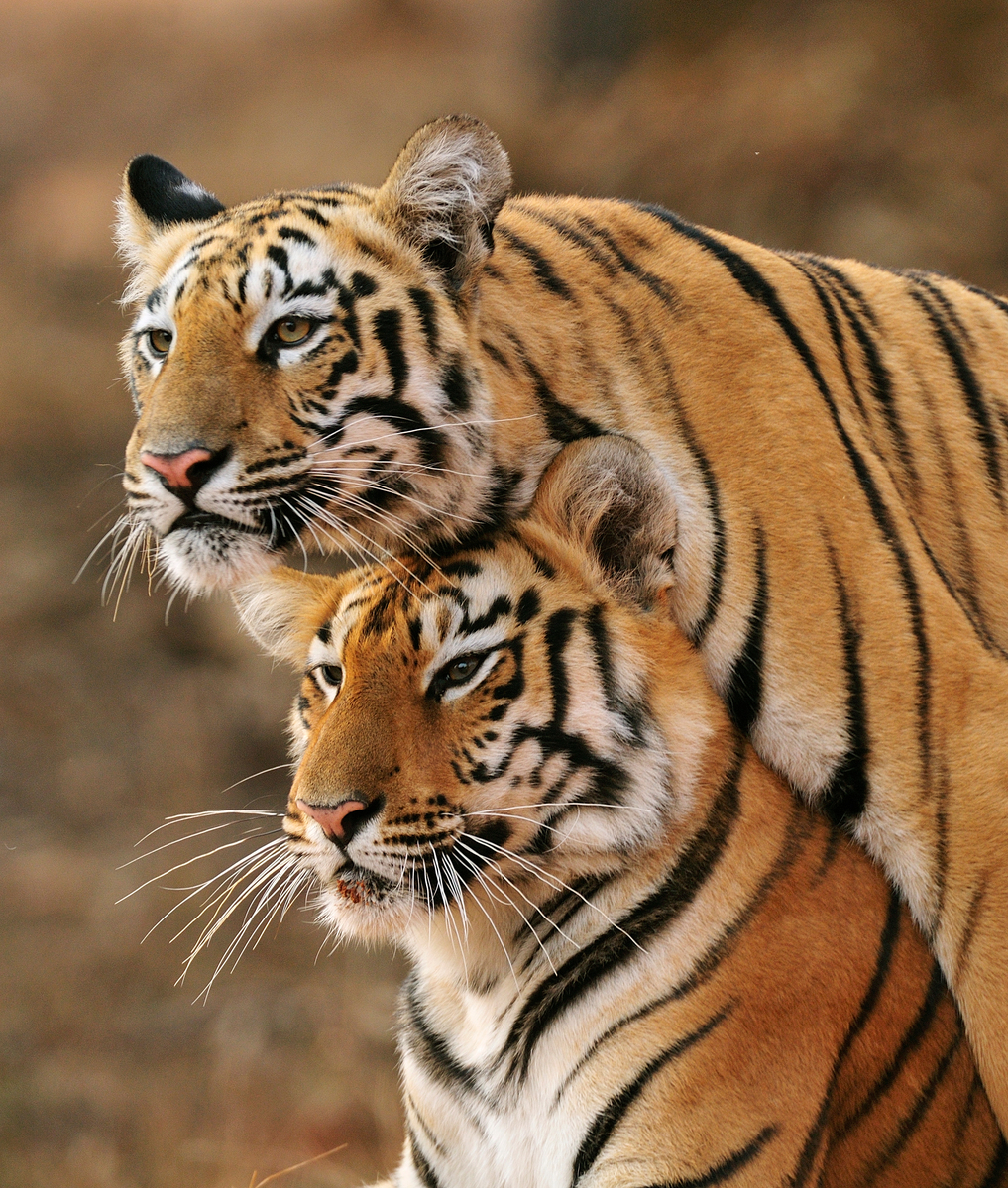 Tigers in Tadoba Reserve in India. © Harshad Barve