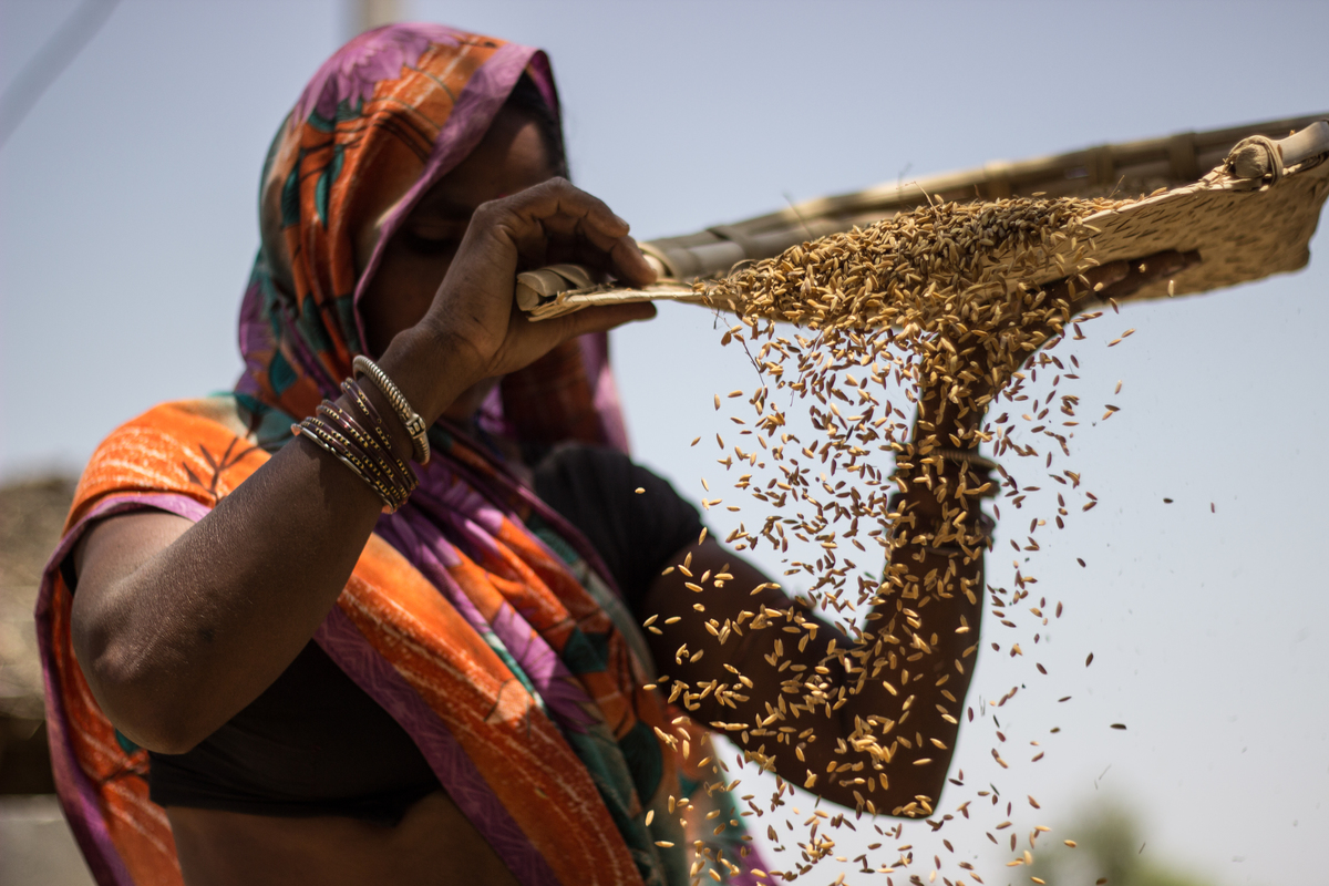 A farmer seen here winnowing wheat. Kedia is part of Greenpeace Living Soils project, which is a nationwide campaign with a call to implement government policies to save the soils from harmful impacts of chemical fertilizers.