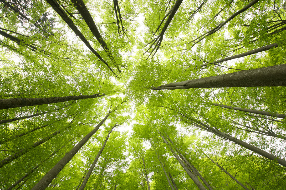 Beech Tree Forest in GermanyBayerischen Wald