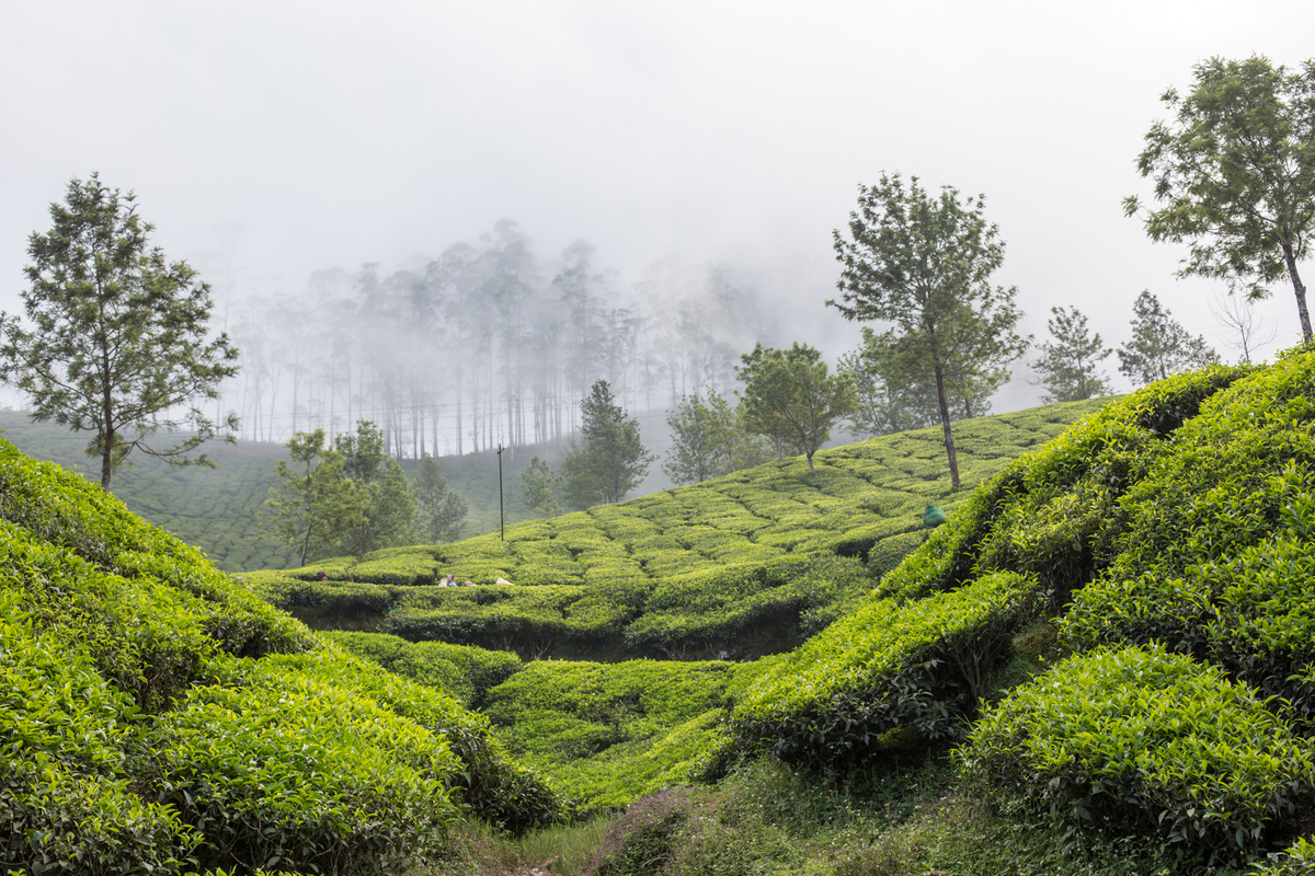 View of Letchmi Tea Estate near Munnar. © Vivek M.