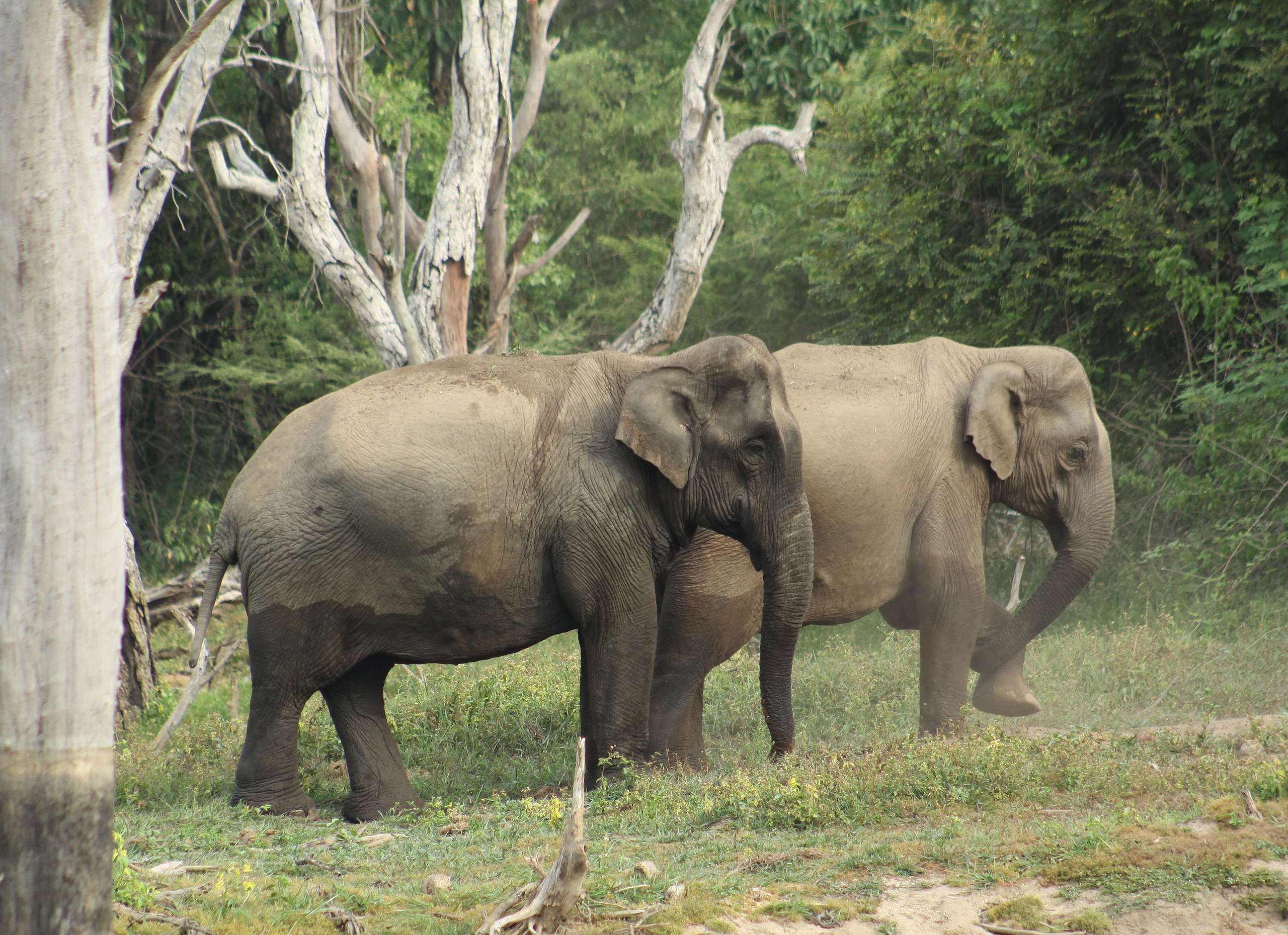 World Elephant Day: Why Community-Led Conservation of the Animal is Key