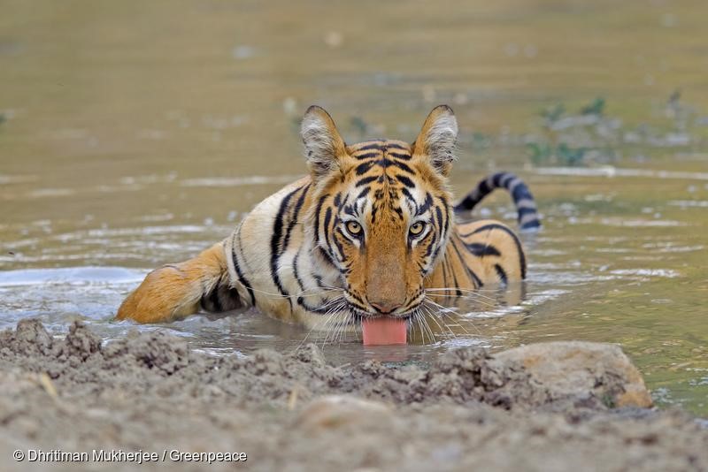 International Tiger Day: What India Has Done and Can Do Better for its National  Animal - Greenpeace India