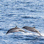 Oceanswell and Greenpeace South Asia conduct cetacean surveys in the high seas of the Indian Ocean