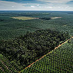<strong>Jokowi dan PM Malaysia Sepakat Perangi ‘Diskriminasi’ Kelapa Sawit, Komitmen Hentikan Deforestasi Patut Dipertanyakan</strong>
