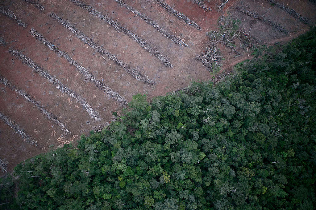 Deforestation in Papua. © Ardiles Rante