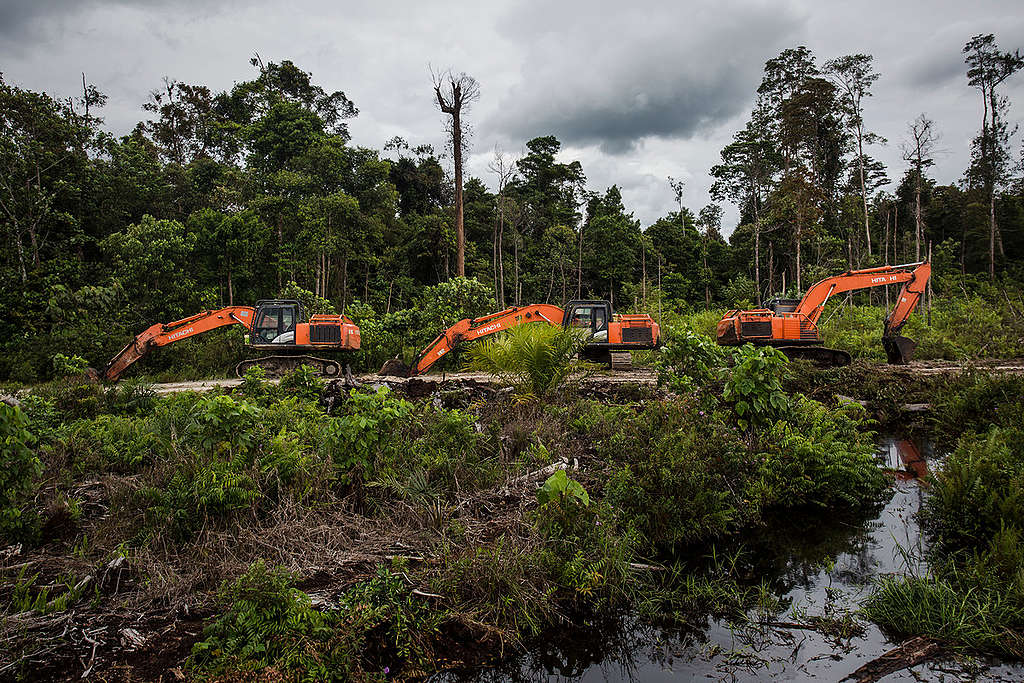 PT Ladang Sawit Mas Concession in West Kalimantan. © Ulet Ifansasti