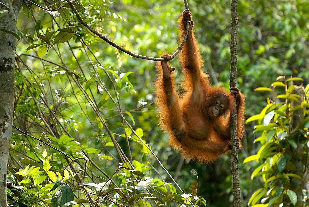 Nyaru Menteng Orang Utan Project in Kalimantan. © Markus Mauthe