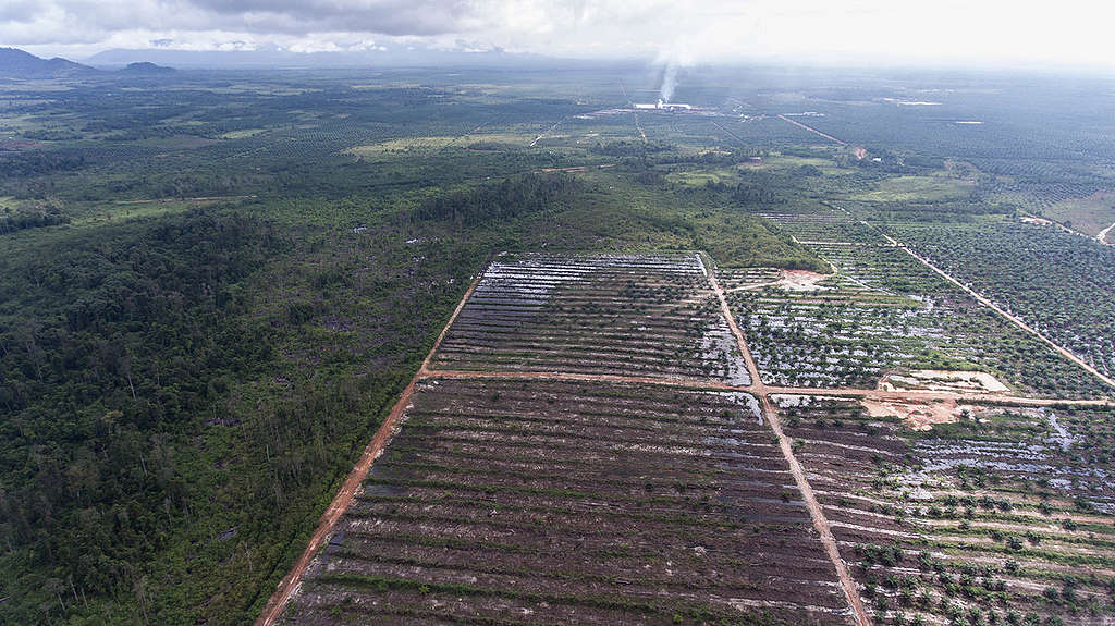 PT Ladang Sawit Mas Oil Palm Concessions in Sungai Putri, West Kalimantan. © Irmawan