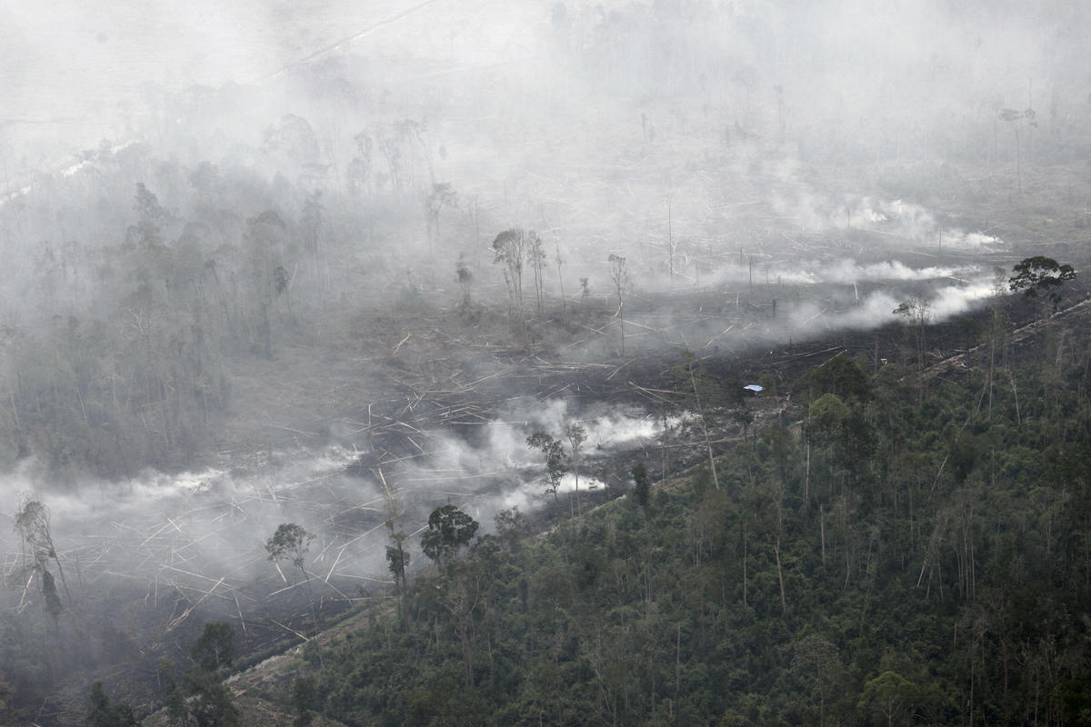 Ganti Rugi 18 9 Triliun Terkait Kasus Kebakaran Dan Kerusakan Hutan Gagal Dibayar Sejumlah Perusahaan Pemerintah Harus Mengambil Langkah Tegas Greenpeace Indonesia