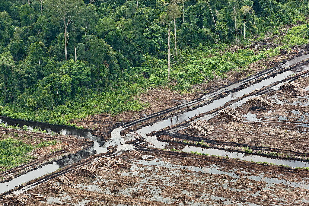 Forest Destruction in Sumatra. © Jeremy Sutton-Hibbert