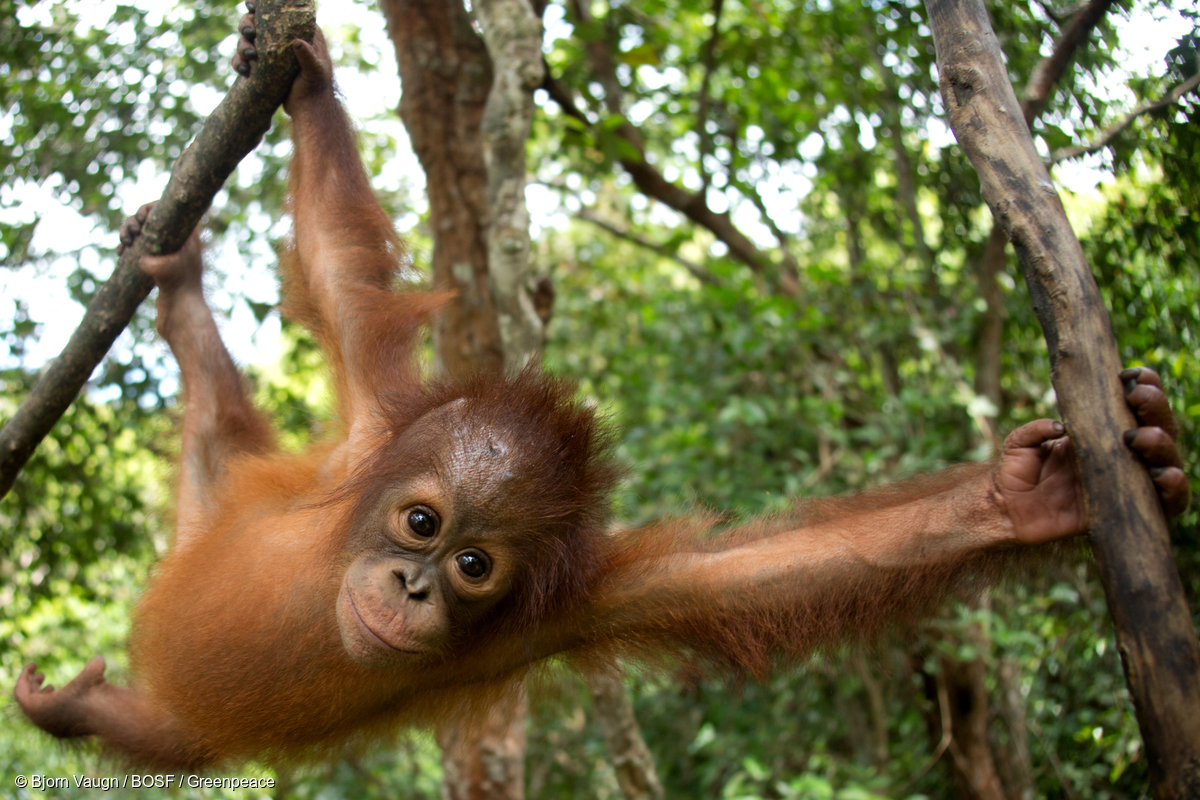 Hari Orangutan Sedunia: Klaim Pemerintah Soal Peningkatan Jumlah Orangutan Dibantah Ilmuwan
