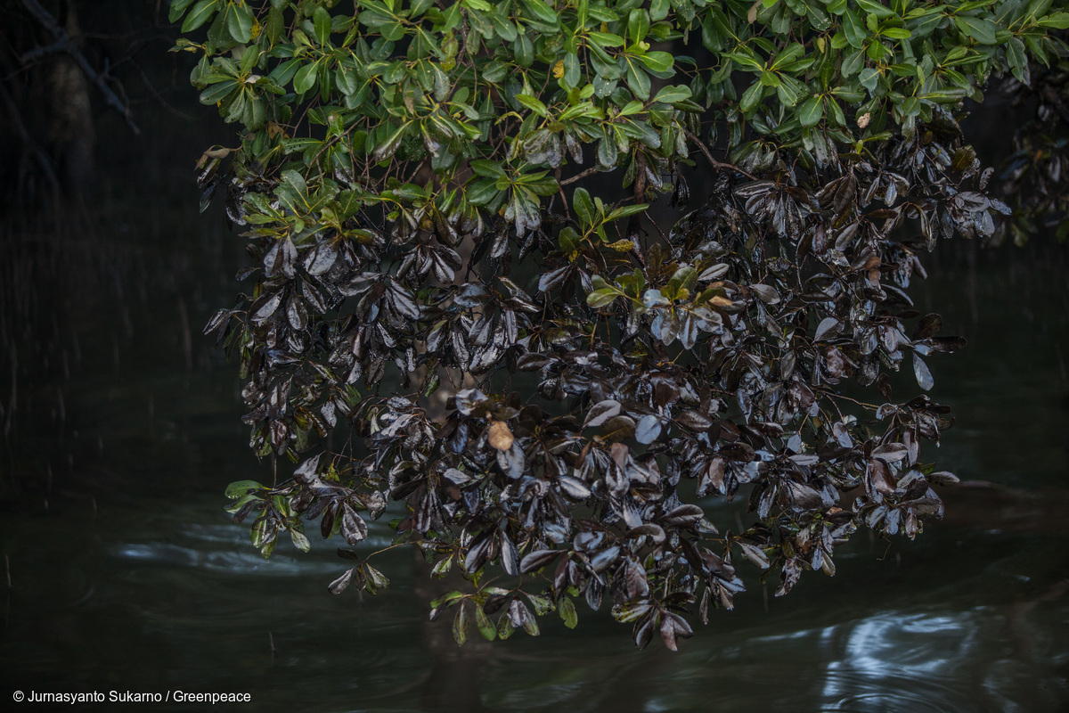 Apakah Kamu Pernah Melihat Mangrove Berwarna Hitam?