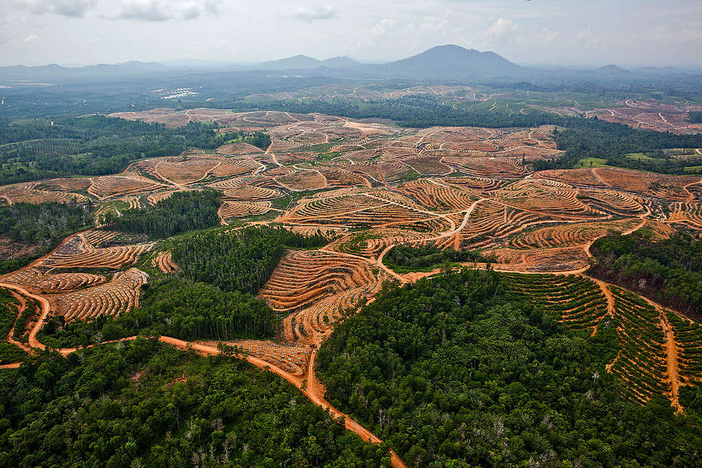 Deforestation in Central Kalimantan. © Ulet  Ifansasti