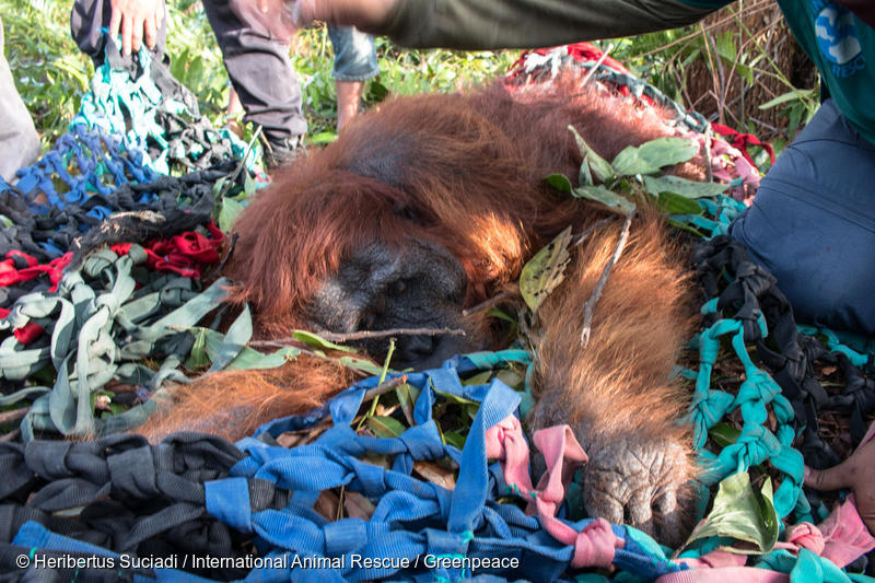 Lebih Dari 1000 Orang Utan Kembali Terancam Oleh Pengrusakan Hutan