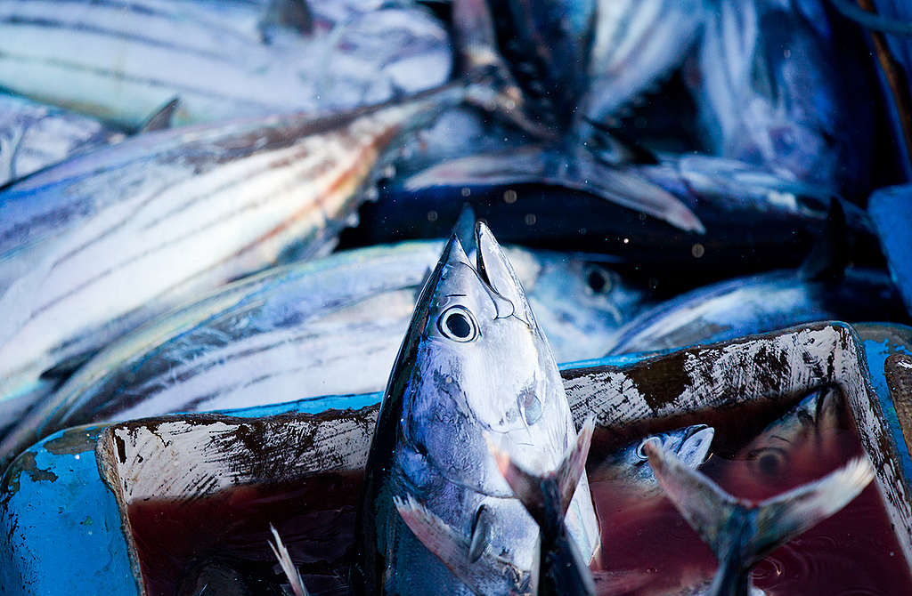 Skipjack Tuna in Indonesia. © Paul Hilton