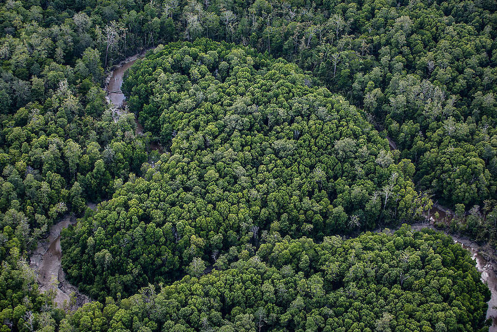 Primary Forest in Papua. © Ulet Ifansasti / Greenpeace