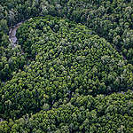 Hutan Primer di Papua. © Ulet Ifansasti / Greenpeace