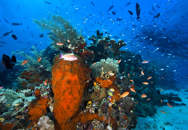 Hilangnya Keanekaragaman Hayati: Kebutuhan Mendesak Melindungi Hutan dan Laut serta Perubahan Pola Makan
