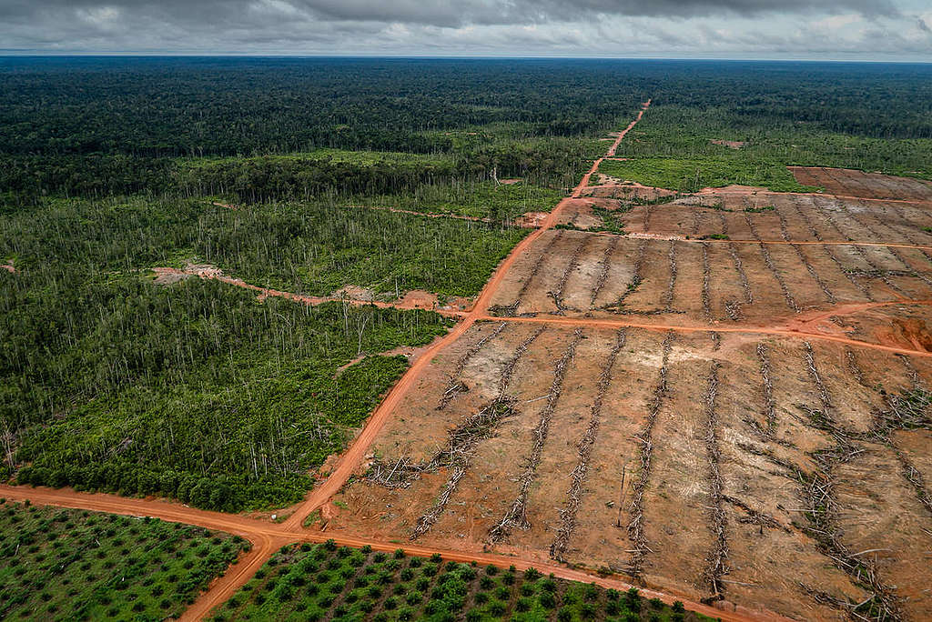 PT Papua Agro Lestari (PT PAL) Oil Palm Plantation in Papua. © Ulet  Ifansasti / Greenpeace