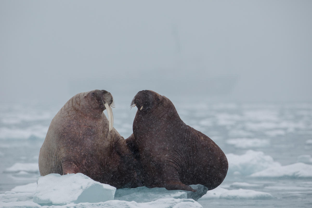 Protect the Oceans - Arctic Leg. © Denis Sinyakov / Greenpeace