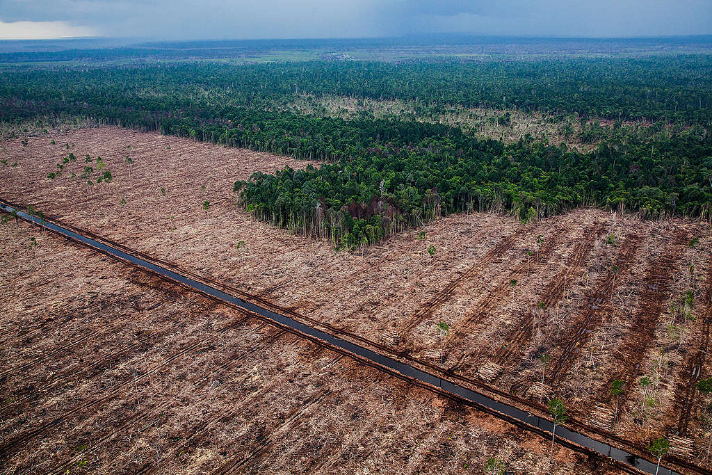 PT RAPP Pulpwood Concession in Riau. © Ulet Ifansasti / Greenpeace