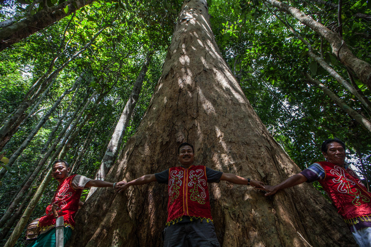 Dayak's Tribesmen Hug a Giant Tree in Sekadau, West Kalimantan. © Afriadi Hikmal / Greenpeace