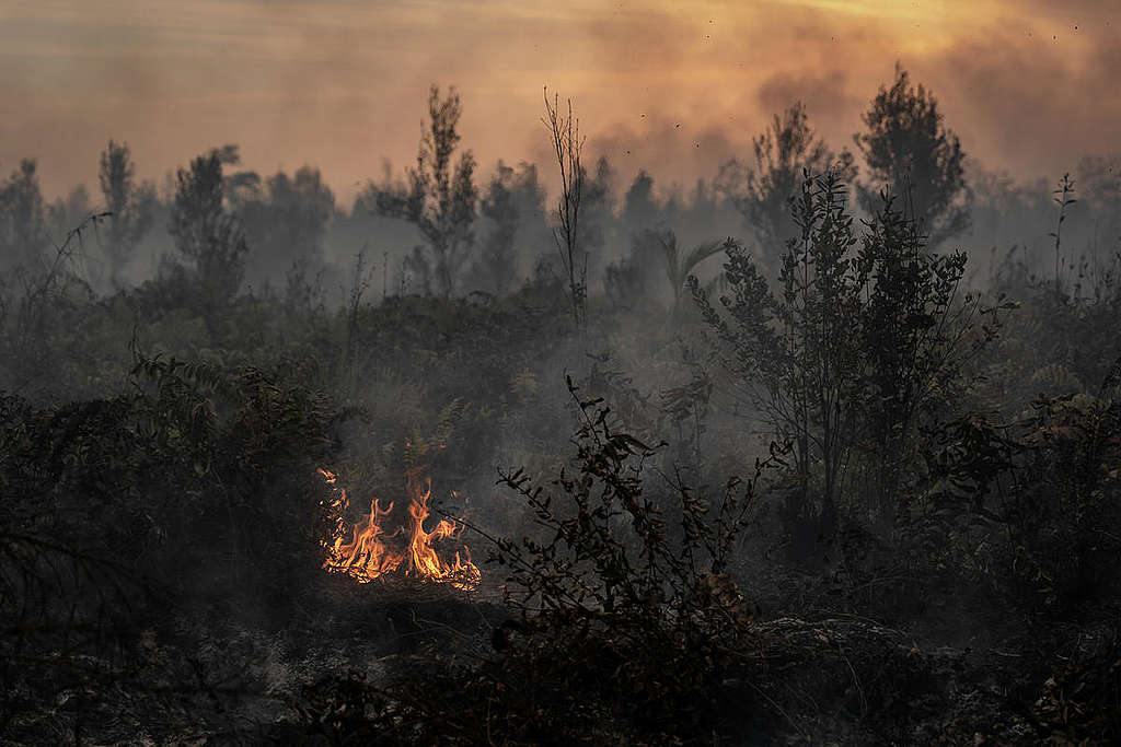 Forest Fires in Pulang Pisau, Central Kalimantan. © Ulet Ifansasti / Greenpeace