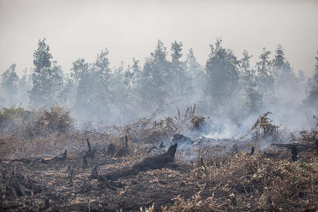 Forest Fires at PT GAL Concession in Central Kalimantan. © Jurnasyanto Sukarno / Greenpeace