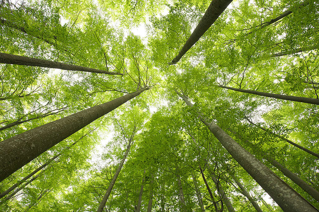 Beech Tree Forest in Germany. © Markus Mauthe / Greenpeace Beech Tree Forest in Germany. © Markus Mauthe / Greenpeace