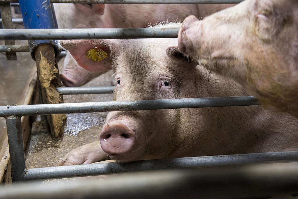 Sows and Piglets in Gestation Cages in Thuringia. © Greenpeace