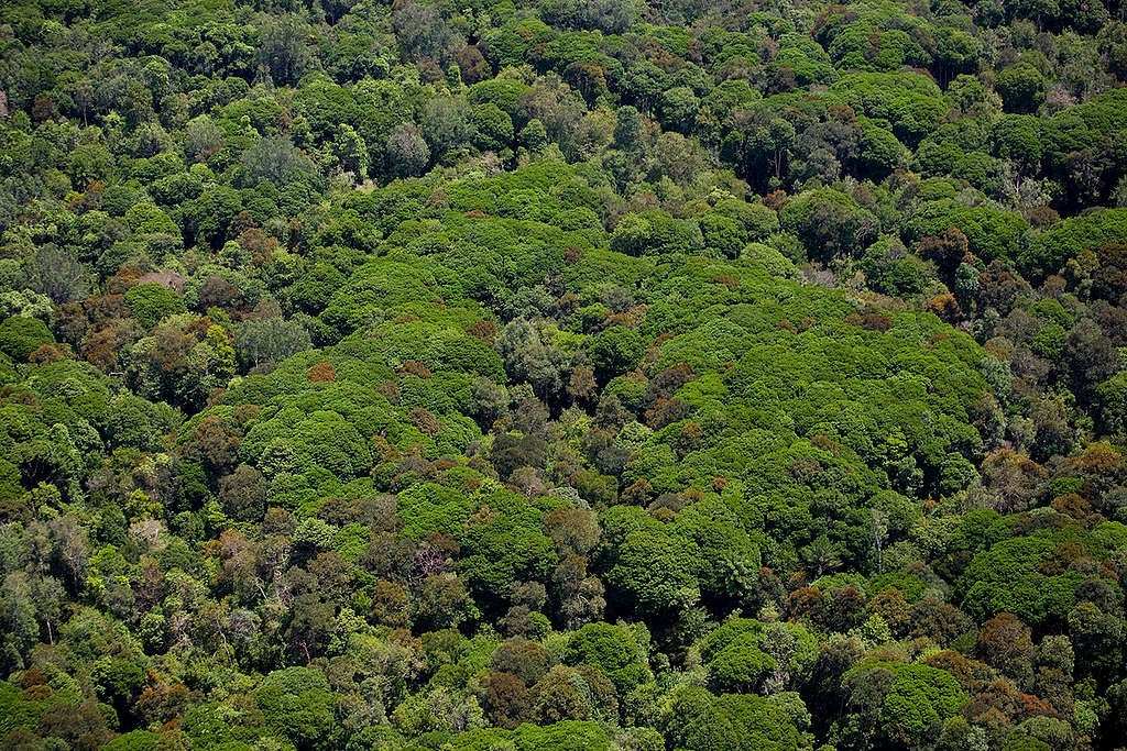 Peatland Rainforest in Sumatra. © Greenpeace / Daniel Beltrá