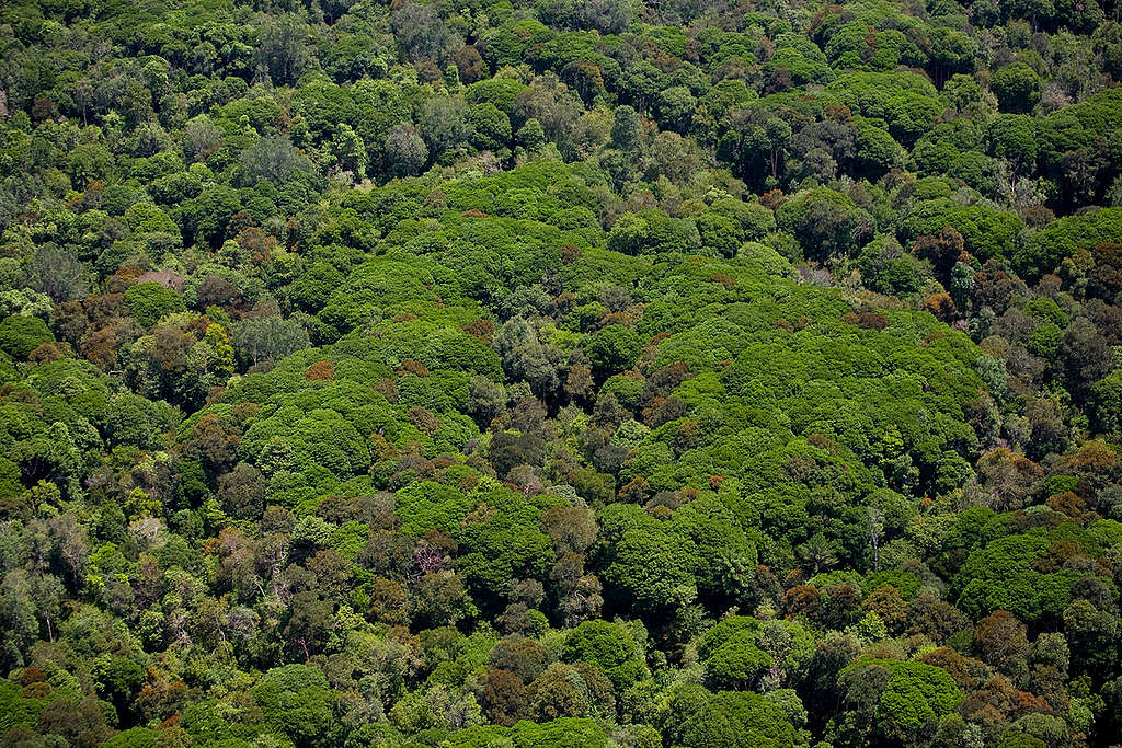 Peatland Rainforest in Sumatra. © Greenpeace / Daniel Beltrá Peatland Rainforest in Sumatra. © Greenpeace / Daniel Beltrá