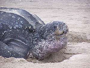 Leatherback Turtle in Sand. © Rabon David
