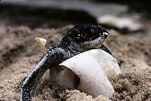 Leather Turtle Young breaking out in French Guiana. © Greenpeace / Jacques Fretey