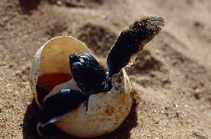 Leather Turtle Young breaking out in French Guiana. © Greenpeace / Jacques Fretey