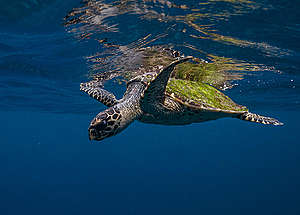 Green Sea Turtle at Raja Ampat, Papua, Indonesia. © Paul Hilton / Greenpeace