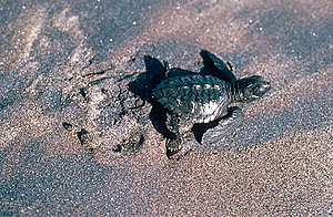 Olive Ridley Hatchling in Puerto Angel, Mexico. © Greenpeace / Jacques Fretey