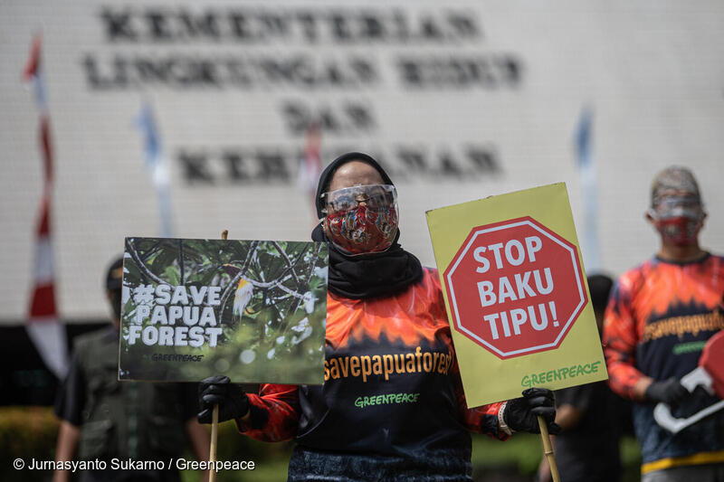 Greenpeace Mendesak Pemerintah Evaluasi Deforestasi Terencana di Tanah Papua
