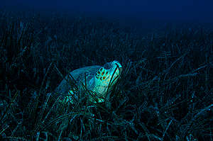 Loggerhead Turtle. © Greenpeace / Gavin  Parsons